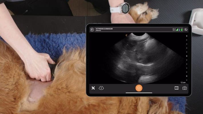 Scanner le foie canin