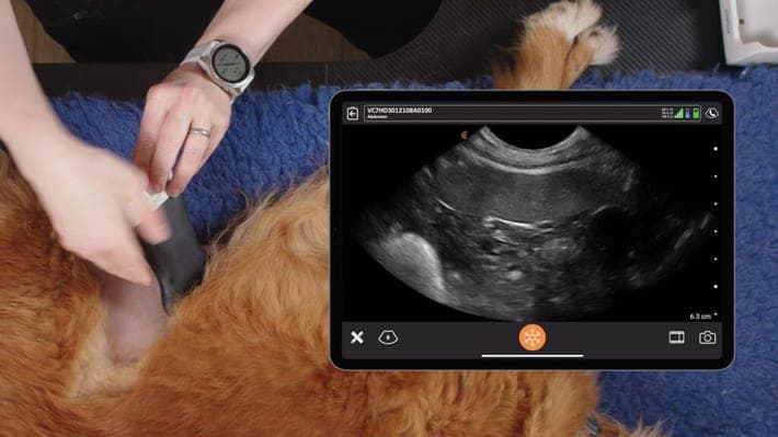 Échographie de la rate canine